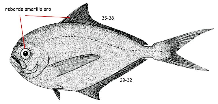 Braama brama_001.jpg